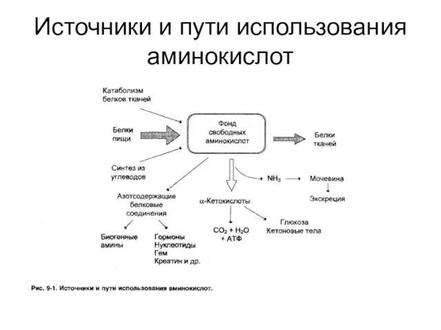 Источники и пути использования аминокислот