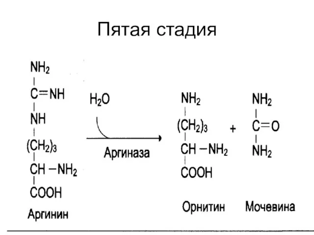 Пятая стадия