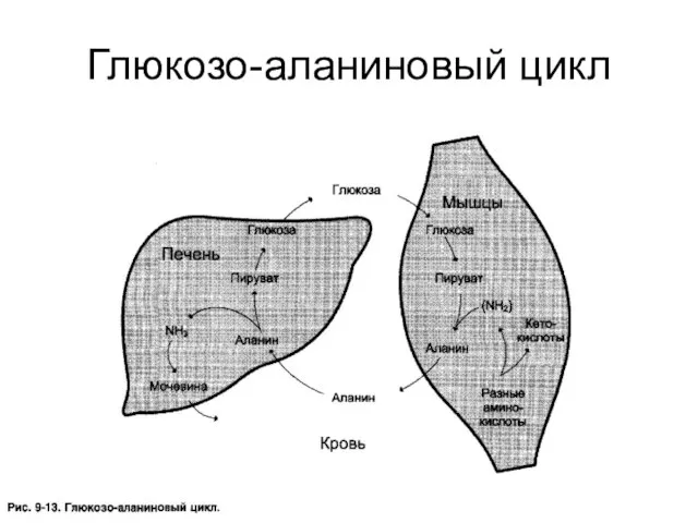 Глюкозо-аланиновый цикл