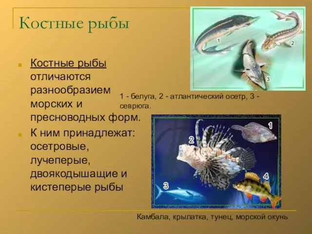 Костные рыбы Костные рыбы отличаются разнообразием морских и пресноводных форм. К
