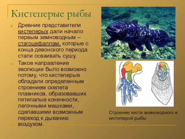 Кистеперые рыбы Древние представители кистеперых дали начало первым земноводным – стагоцефаллам,