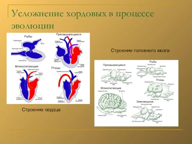 Усложнение хордовых в процессе эволюции Строение сердца Строение головного мозга