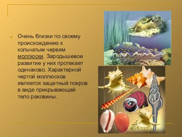 Очень близки по своему происхождению к кольчатым червям моллюски. Зародышевое развитие