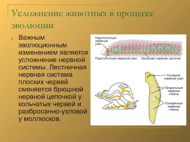 Усложнение животных в процессе эволюции Важным эволюционным изменением является усложнение нервной