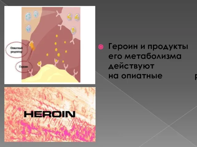 Героин и продукты его метаболизма действуют на опиатные рецепторы.