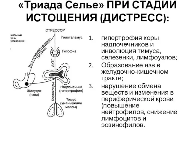 «Триада Селье» ПРИ СТАДИИ ИСТОЩЕНИЯ (ДИСТРЕСС): гипертрофия коры надпочечников и инволюция