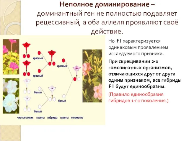 Неполное доминирование – доминантный ген не полностью подавляет рецессивный, а оба