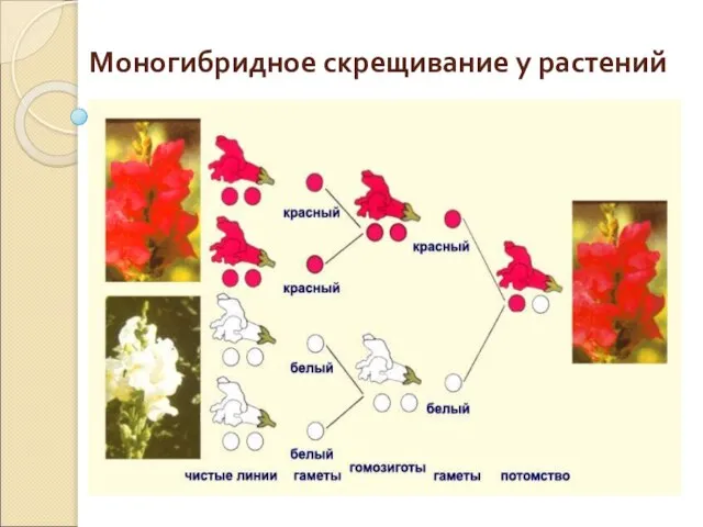 Моногибридное скрещивание у растений