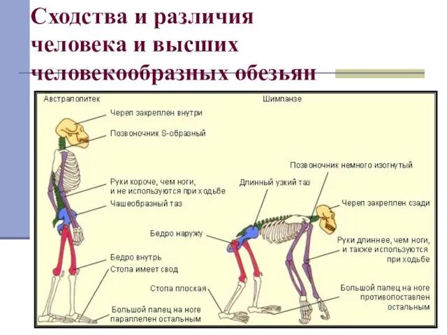 Сходства и различия человека и высших человекообразных обезьян