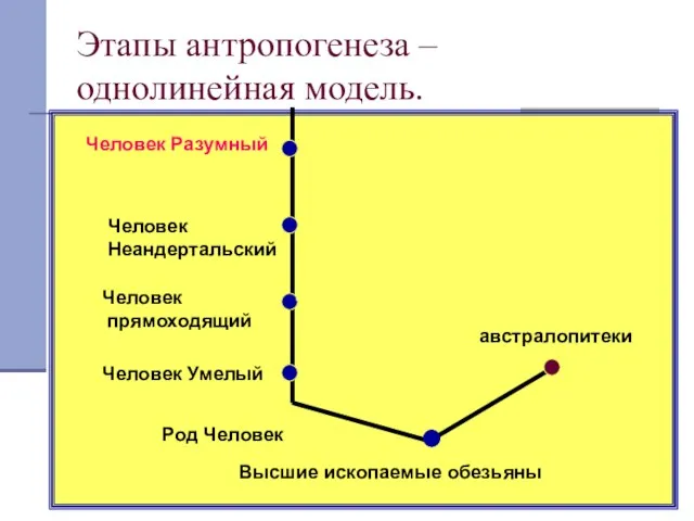 Этапы антропогенеза – однолинейная модель. австралопитеки Высшие ископаемые обезьяны Род Человек