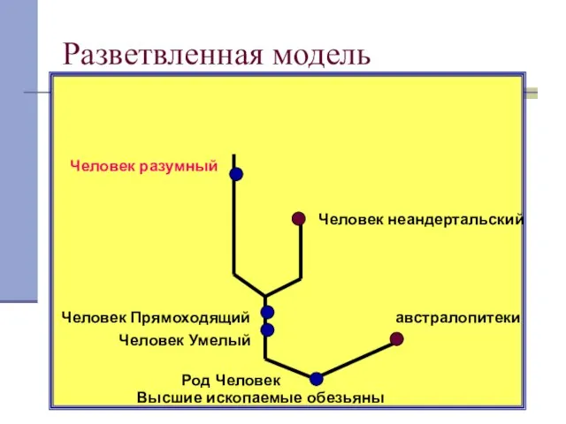 Разветвленная модель Высшие ископаемые обезьяны австралопитеки Человек Умелый Человек Прямоходящий Человек неандертальский Человек разумный Род Человек