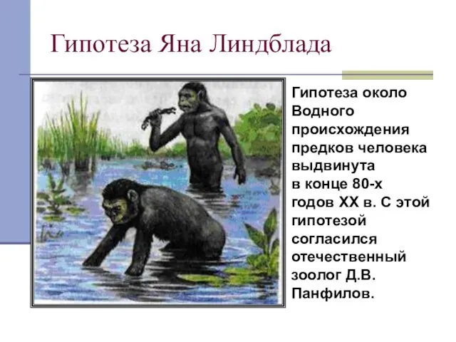 Гипотеза Яна Линдблада Гипотеза около Водного происхождения предков человека выдвинута в