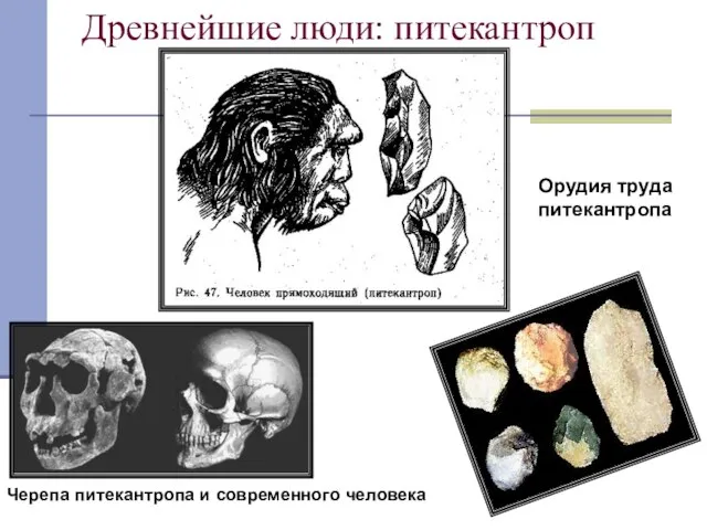 Древнейшие люди: питекантроп Черепа питекантропа и современного человека Орудия труда питекантропа