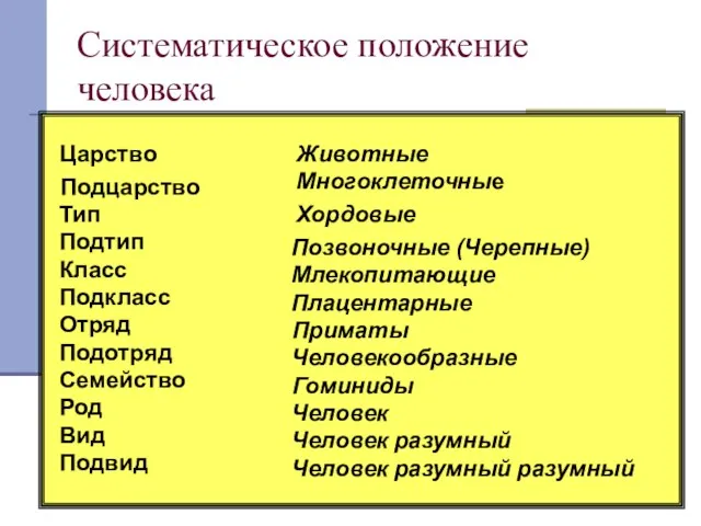 Систематическое положение человека Вид Человек разумный Род Человек Семейство Приматы Отряд