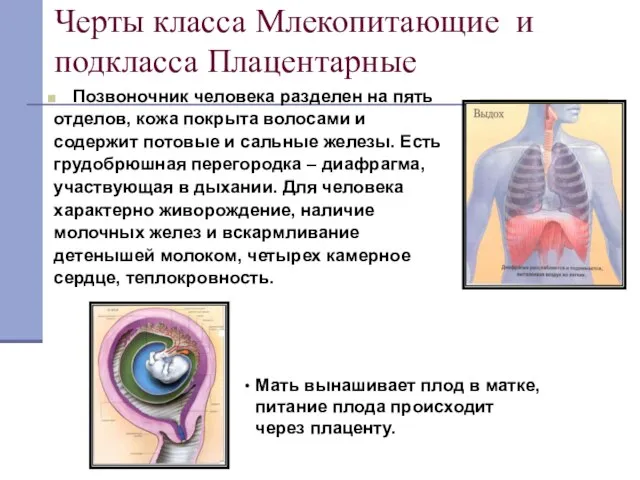 Черты класса Млекопитающие и подкласса Плацентарные Позвоночник человека разделен на пять