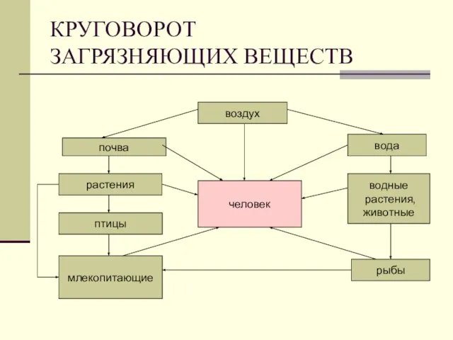 КРУГОВОРОТ ЗАГРЯЗНЯЮЩИХ ВЕЩЕСТВ воздух вода водные растения, животные рыбы почва растения птицы млекопитающие человек