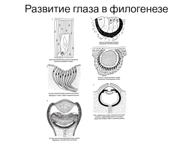 Развитие глаза в филогенезе