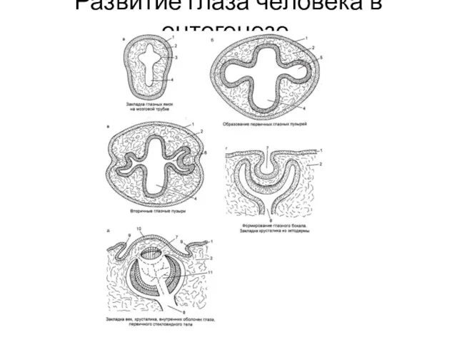 Развитие глаза человека в онтогенезе.