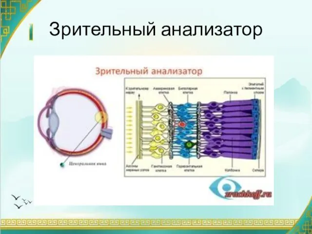 Зрительный анализатор