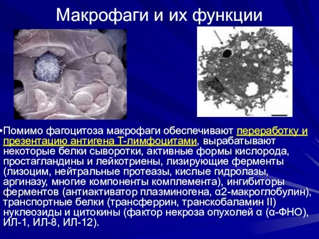 Макрофаги и их функции Помимо фагоцитоза макрофаги обеспечивают переработку и презентацию