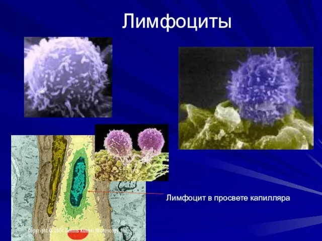 Лимфоциты Лимфоцит в просвете капилляра