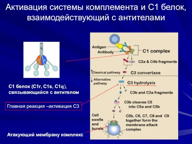 Активация системы комплемента и С1 белок, взаимодействующий с антителами C1 белок