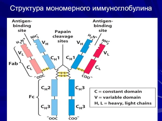Структура мономерного иммуноглобулина