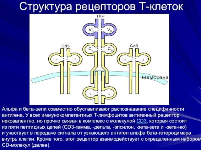 Структура рецепторов Т-клеток Альфа и бета-цепи совместно обуславливают распознавание специфичности антигена.