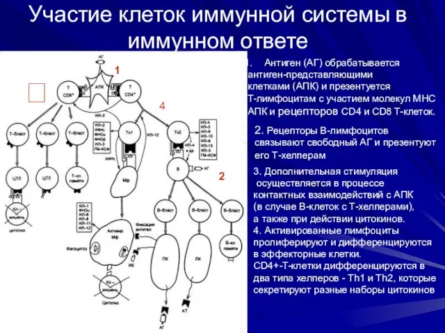 Участие клеток иммунной системы в иммунном ответе Антиген (АГ) обрабатывается антиген-представляющими