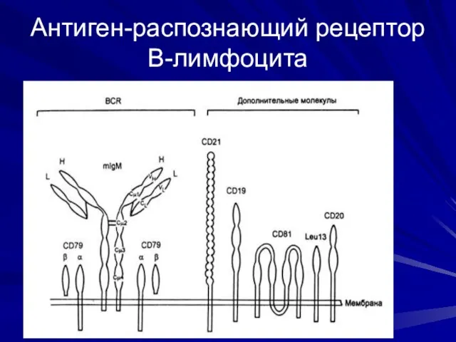 Антиген-распознающий рецептор В-лимфоцита