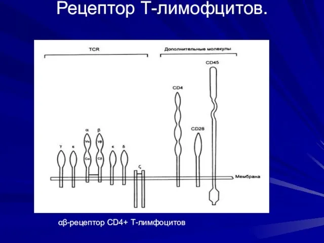 Рецептор Т-лимофцитов. αβ-рецептор CD4+ Т-лимфоцитов
