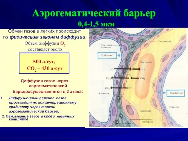 Аэрогематический барьер 0,4-1,5 мкм Обмен газов в легких происходит по физическим