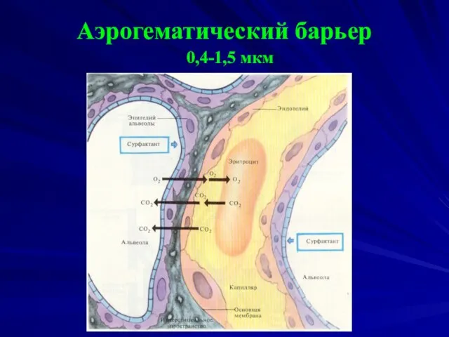 Аэрогематический барьер 0,4-1,5 мкм