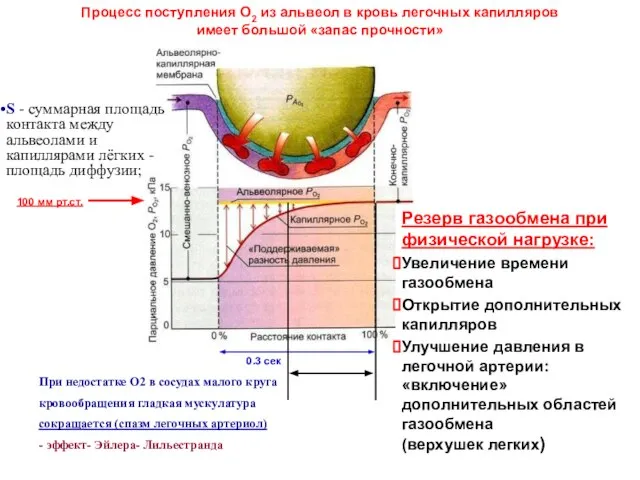 Процесс поступления О2 из альвеол в кровь легочных капилляров имеет большой