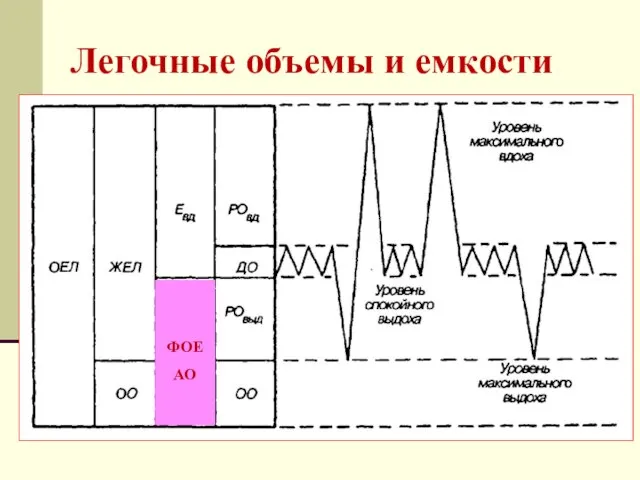 Легочные объемы и емкости ФОЕ АО