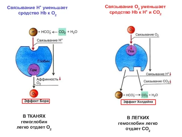 Связывание Н+ уменьшает сродство Hb к О2 Связывание О2 уменьшает сродство