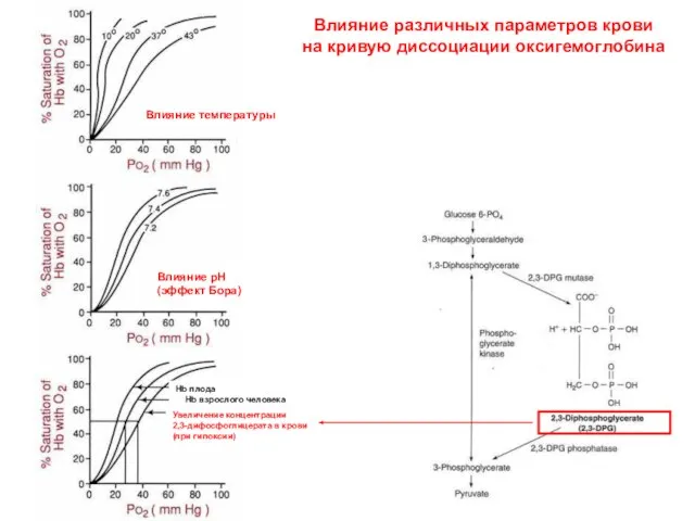 Влияние различных параметров крови на кривую диссоциации оксигемоглобина Влияние температуры Влияние