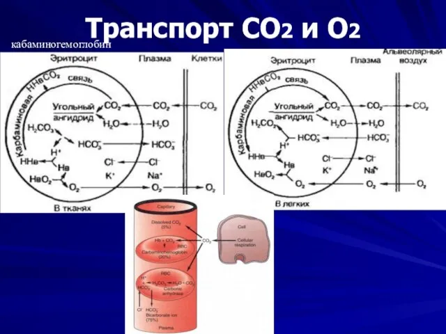 Транспорт СО2 и О2 кабаминогемоглобин