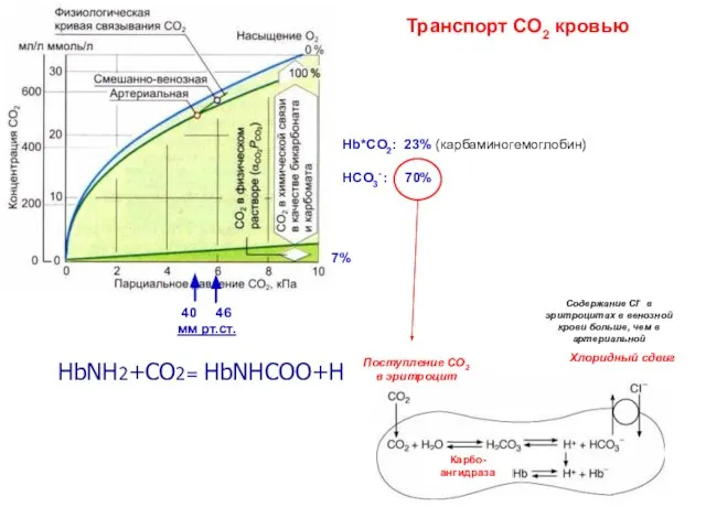 Транспорт СО2 кровью HbNH2+CO2= HbNHCOO+H