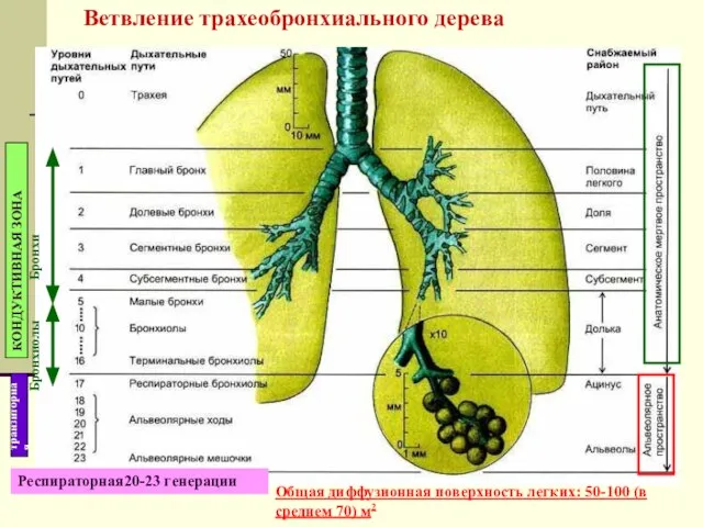 Общая диффузионная поверхность легких: 50-100 (в среднем 70) м2 Ветвление трахеобронхиального