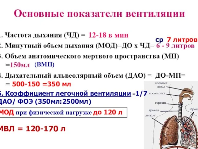 ПОКАЗАТЕЛИ ВНЕШНЕГО ДЫХАНИЯ Статические ОБЪЕМЫ : ДО РОВд РОВыд ОО ЕМКОСТИ