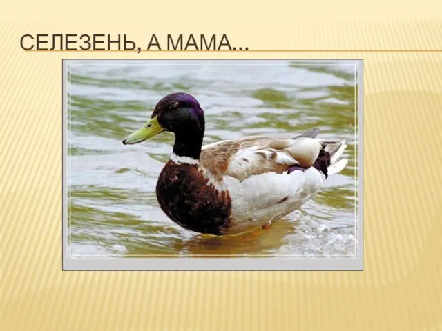 СЕЛЕЗЕНЬ, А МАМА…