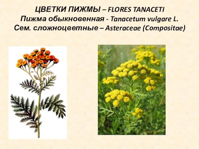 ЦВЕТКИ ПИЖМЫ – FLORES TANACETI Пижма обыкновенная - Tanacetum vulgare L. Сем. сложноцветные – Asteraceae (Compositae)