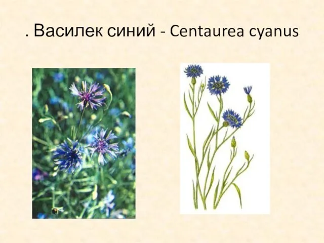 . Василек синий - Centaurea cyanus