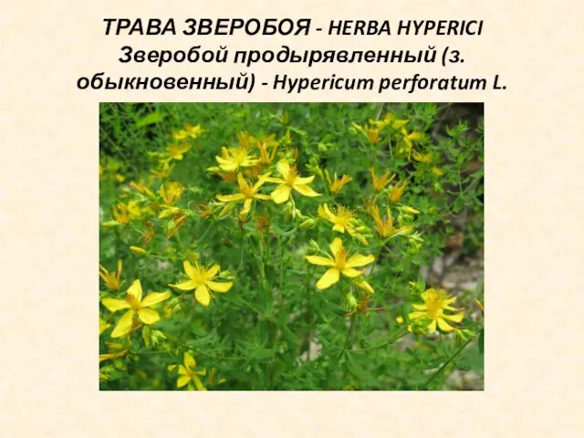 ТРАВА ЗВЕРОБОЯ - HERBA HYPERICI Зверобой продырявленный (з. обыкновенный) - Hypericum perforatum L.