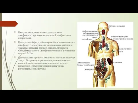 Иммунная система – совокупность всех лимфоидных органов и скоплений лимфоидных клеток