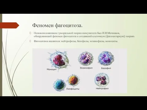 Феномен фагоцитоза. Основоположником гуморальной теории иммунитета был И.И.Мечников, обнаруживший феномен фагоцитоза