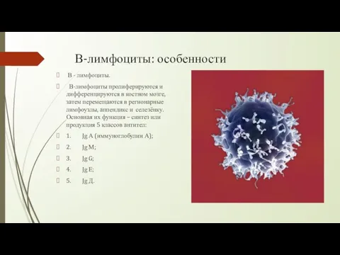 В-лимфоциты: особенности В - лимфоциты. В-лимфоциты пролиферируются и дифференцируются в костном