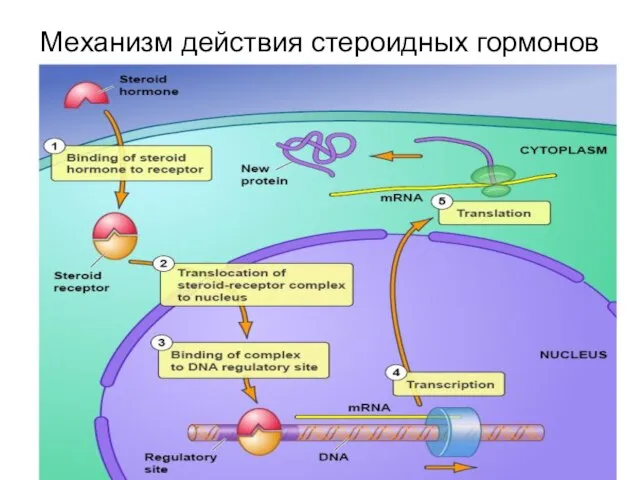 Механизм действия стероидных гормонов