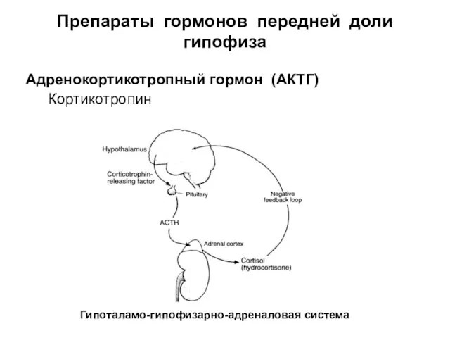 Препараты гормонов передней доли гипофиза Адренокортикотропный гормон (АКТГ) Кортикотропин Гипоталамо-гипофизарно-адреналовая система